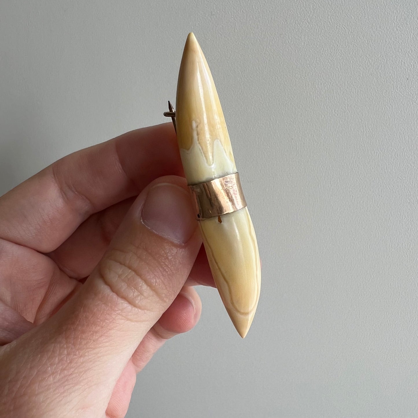 A N T I Q U E // double tusk / gold filled boar tooth or tusk / a brooch