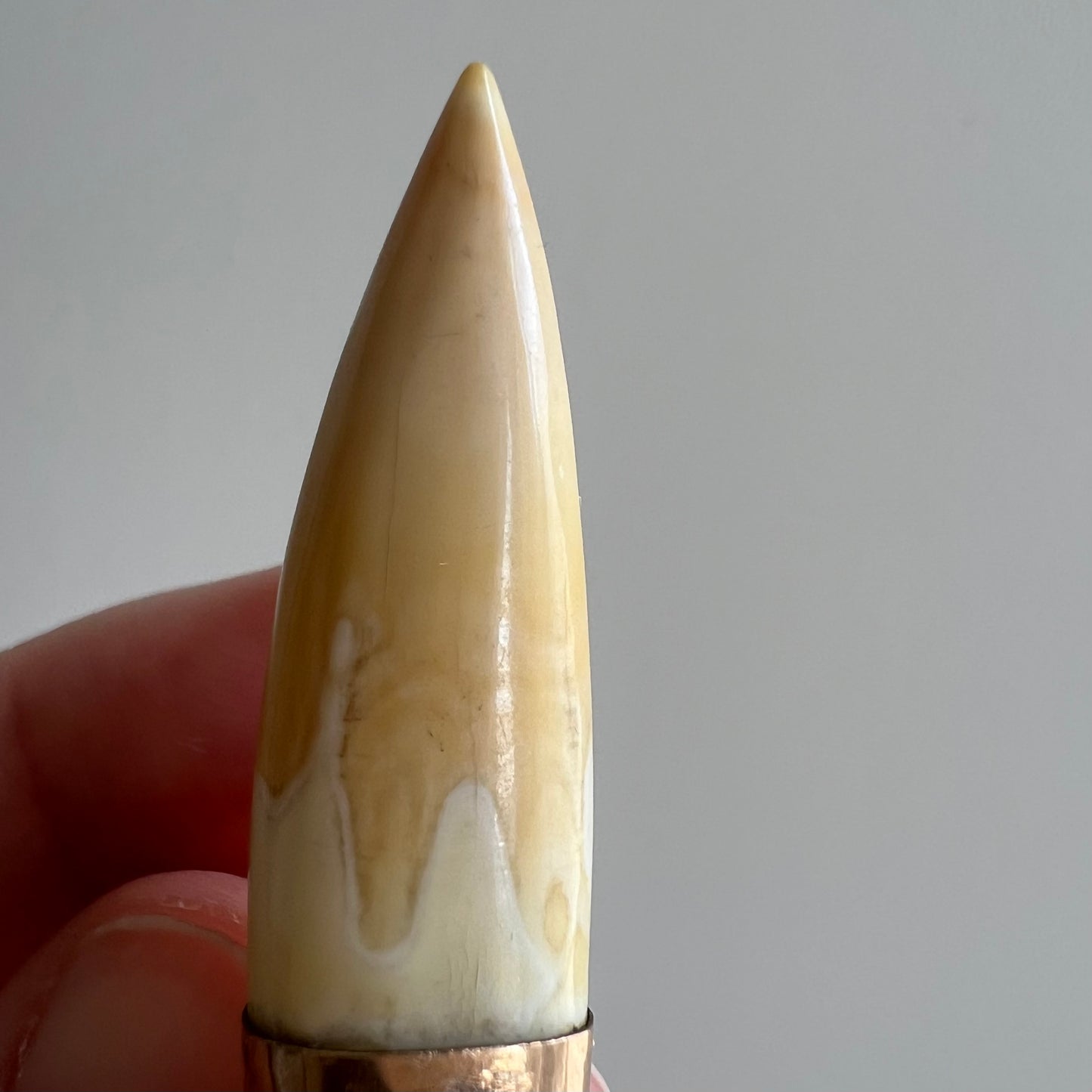 A N T I Q U E // double tusk / gold filled boar tooth or tusk / a brooch