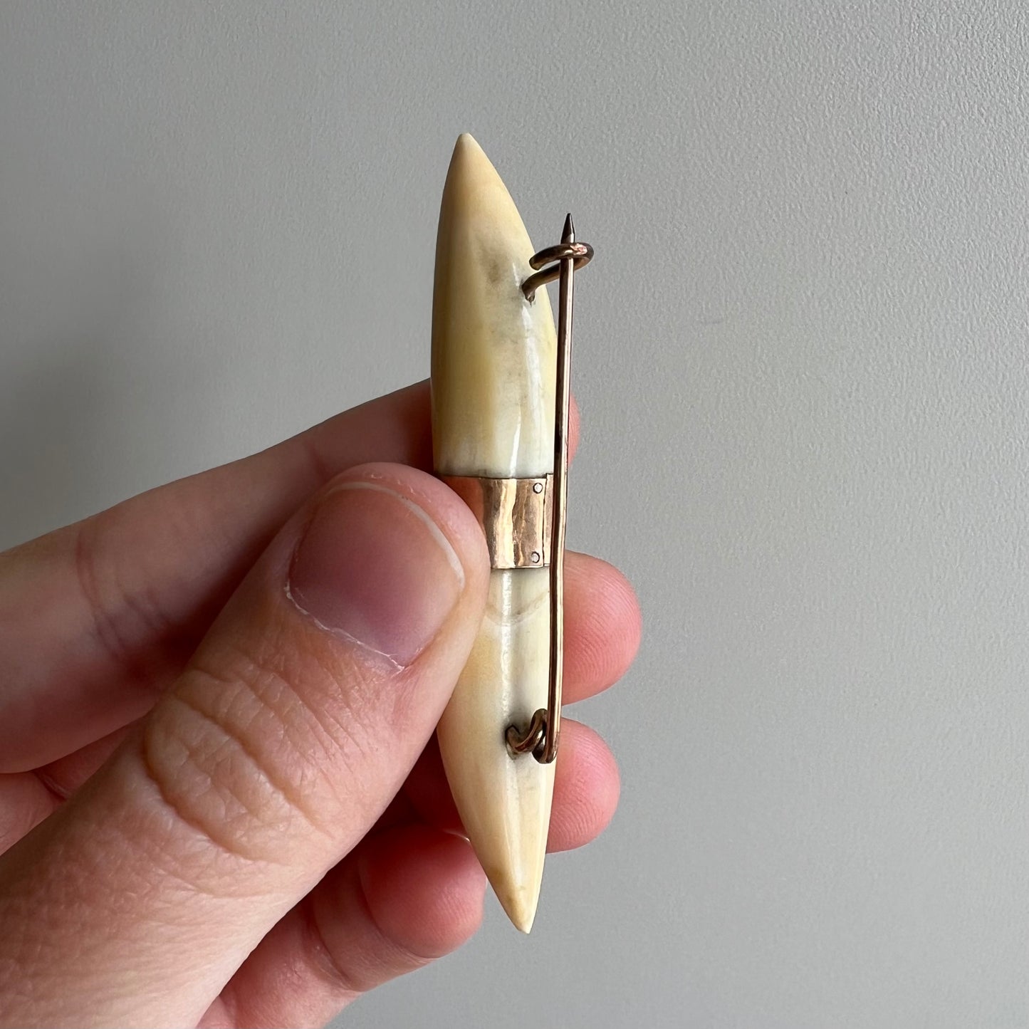 A N T I Q U E // double tusk / gold filled boar tooth or tusk / a brooch