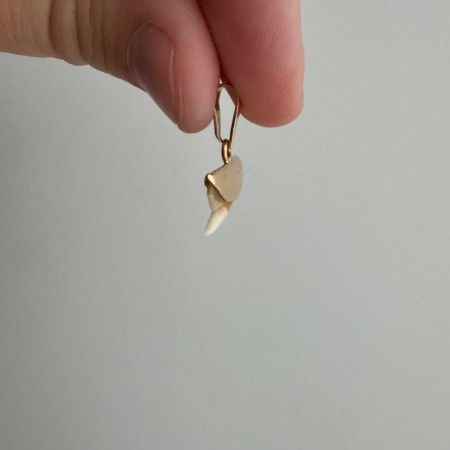 A N T I Q U E // shark tooth / 10k gold and shark tooth / a pendant