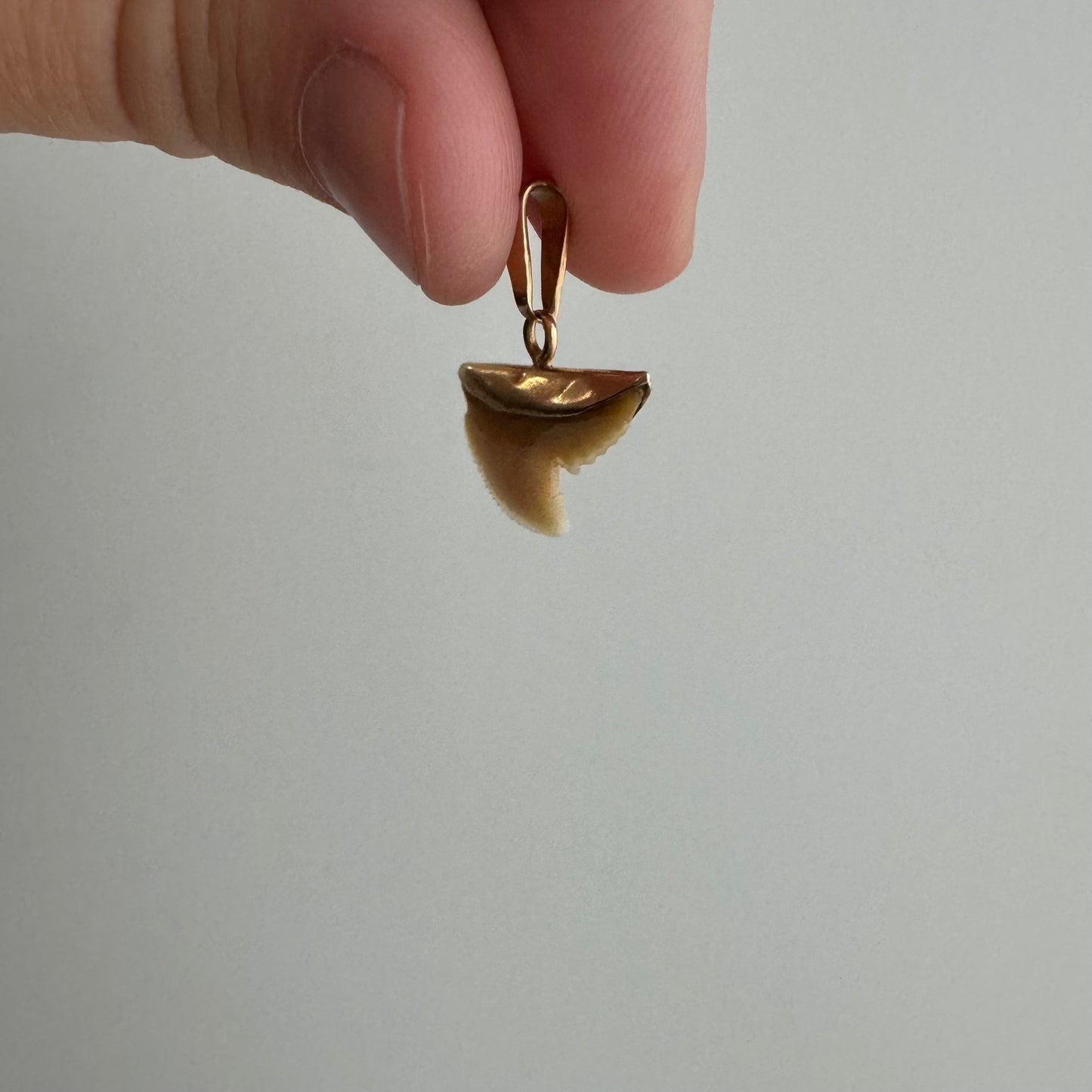 A N T I Q U E // shark tooth / 10k gold and shark tooth / a pendant