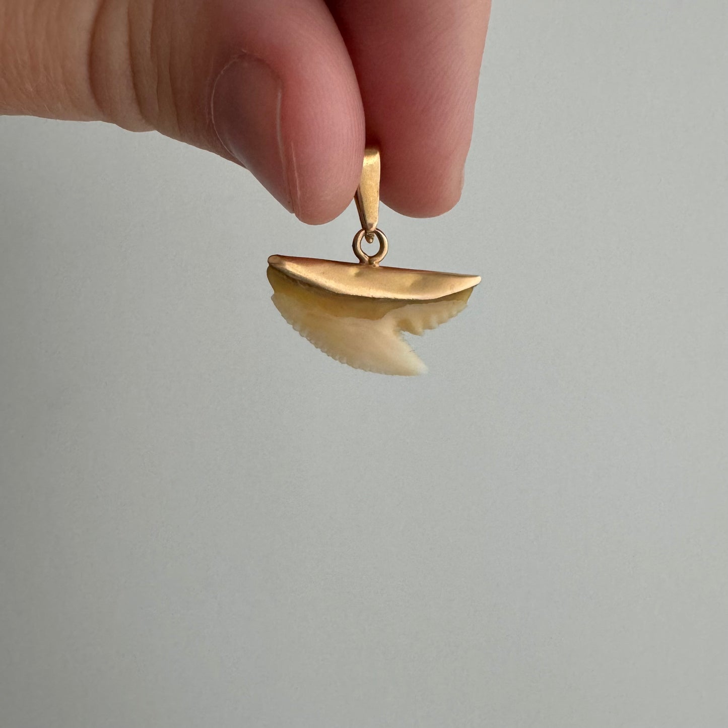 A N T I Q U E // shark tooth / 10k gold and shark tooth / a pendant