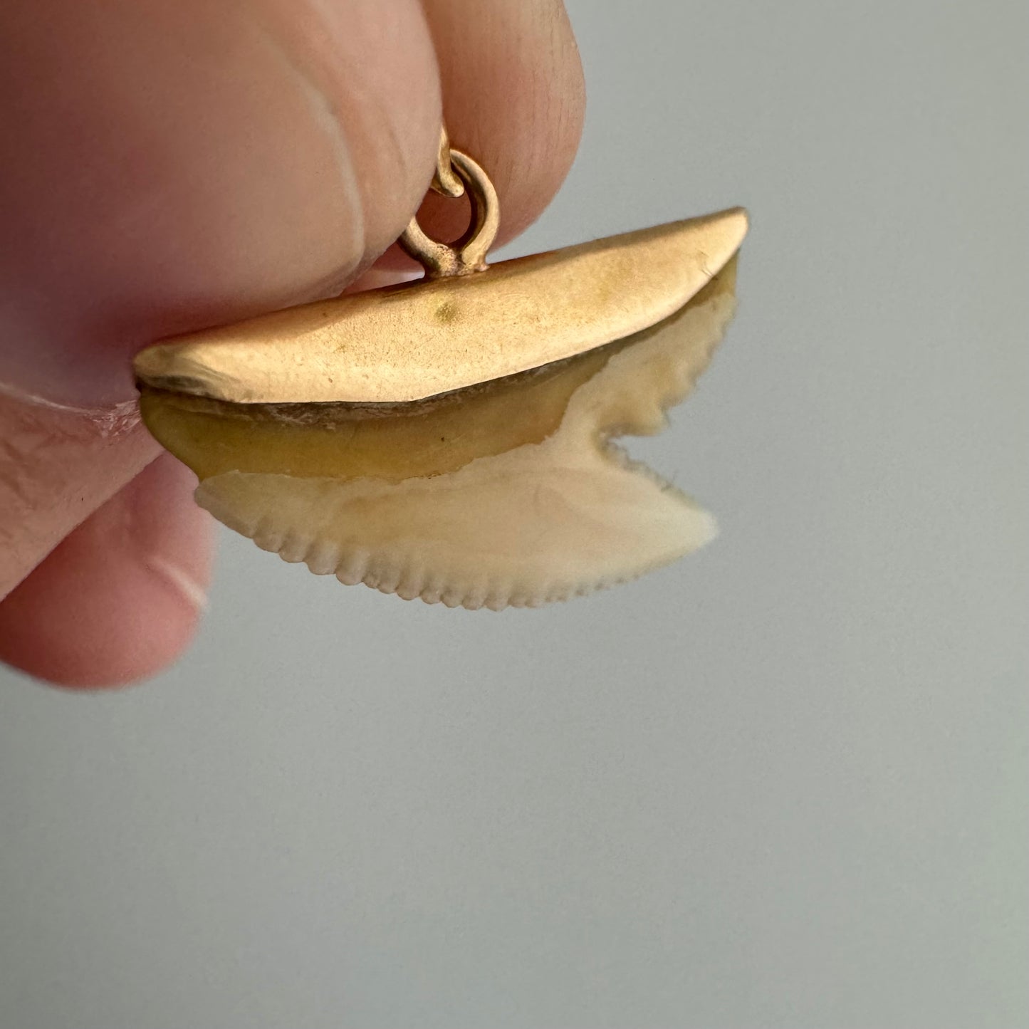 A N T I Q U E // shark tooth / 10k gold and shark tooth / a pendant