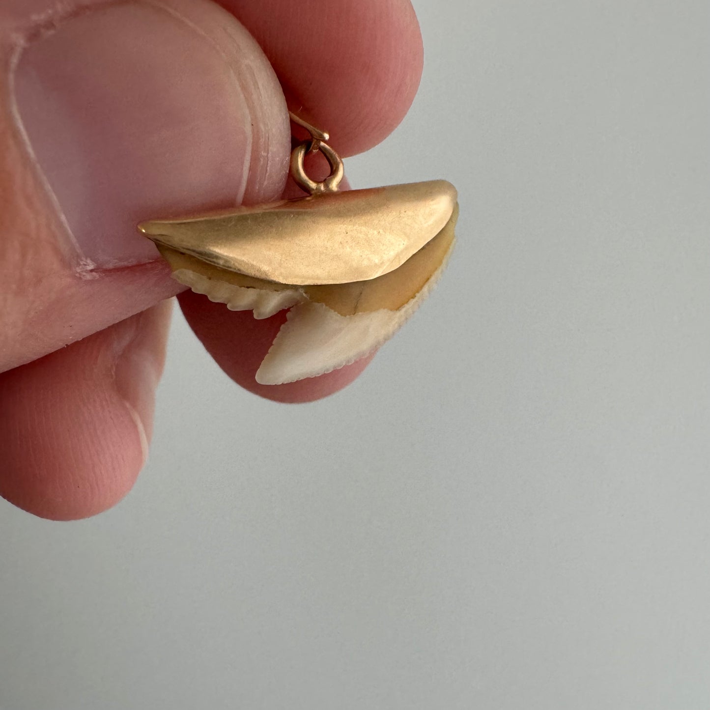 A N T I Q U E // shark tooth / 10k gold and shark tooth / a pendant